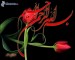 [obrazky.4ever.sk] znak, cervene tulipany 176243